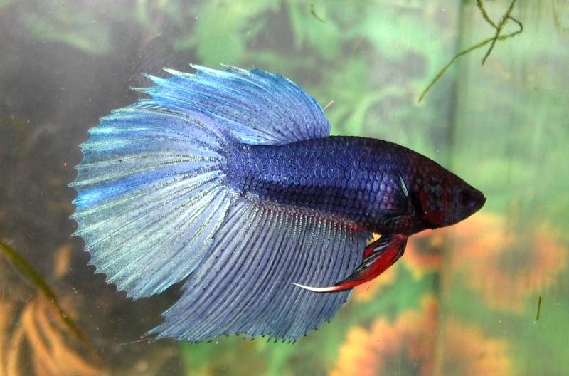 betta_splendens_3.jpg