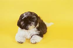 shi-tzu